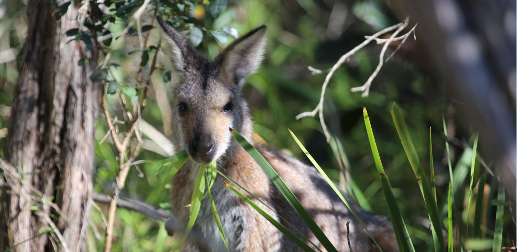 Wallaby visiting the campsite