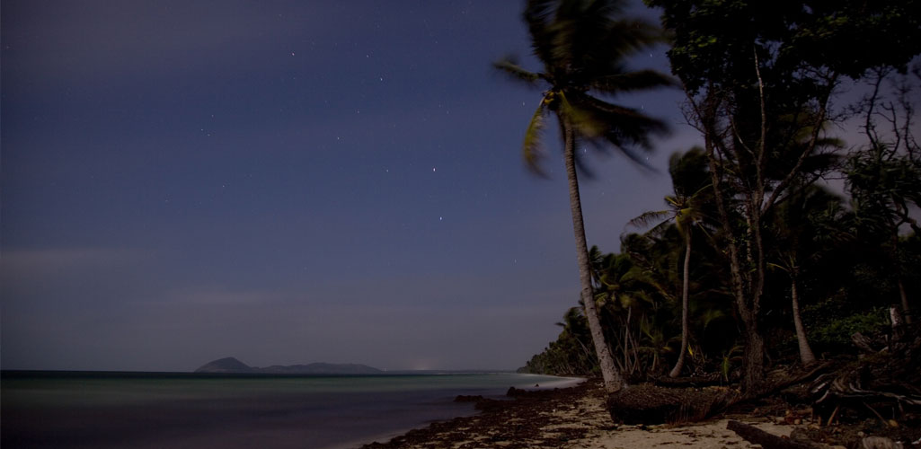 Moonlit Beach with Palm Trees