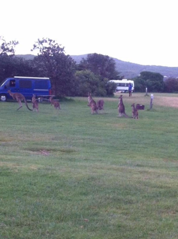Princetown Recreation ReserveKangaroos are common in the campground.