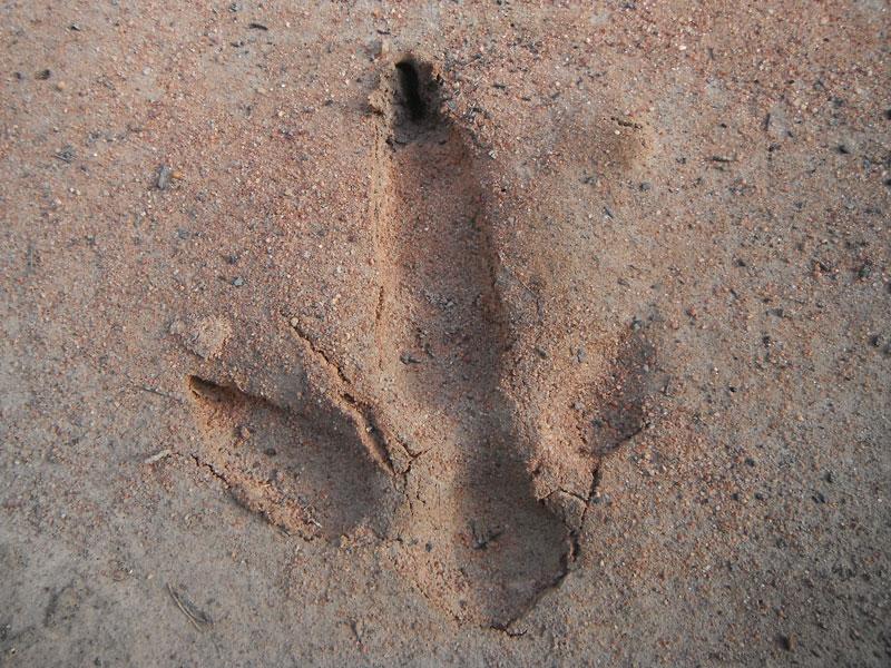 Emu footprint.Battery Flat - Pilliga National Park