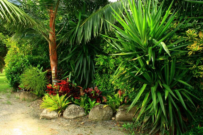 Cairns Southtropical yukka plants