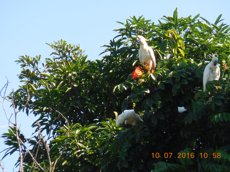 Cairns Southsulphur crested cockatoos